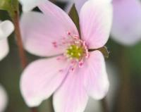 Palest pink to white with contrasting pink stamens